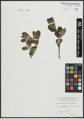 Foto von Salix appendiculata Vill. x Salix caprea L.